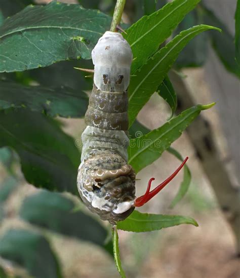 Giant Swallowtail Caterpillar: Nature's Largest Marvel
