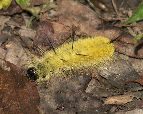 Greenish Yellow Caterpillar With Black Spikes At Ava Lazarev Blog Greenish Yellow Caterpillar With Black Spikes At Ava Lazarev Blog