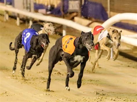 Greyhound Dog Racing