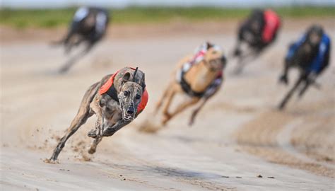 Greyhound Tracks Dog Racing Post Live Racing Dog Races Today Racing Results Racing Post Dogs Racing