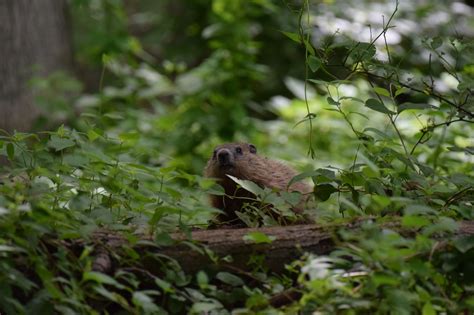 Happy Friday From Frick Park Despite Their Name Groundhogs Also Known As Woodchucks Are Capable Climbers When They Have To Be While Climbing Might Not Be The Most Graceful Or Comfortable