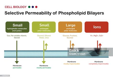 Phospholipid Bilayer's Role in Cell Selectivity