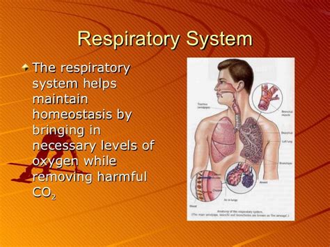 Secrets Behind Respiratory System Homeostasis