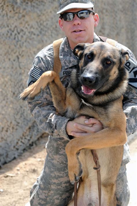 How To Adopt A Military Working Dog Article The United States Army How To Adopt A Military Working Dog Article The United States Army