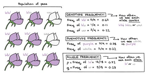 Mastering Allele Frequency: Quick Insight Guide