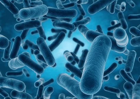 Lactobacillus Curvatus Health Risks