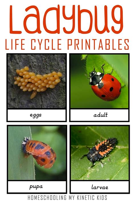 Ladybug Life Cycle Unveiled: Nature's Secrets