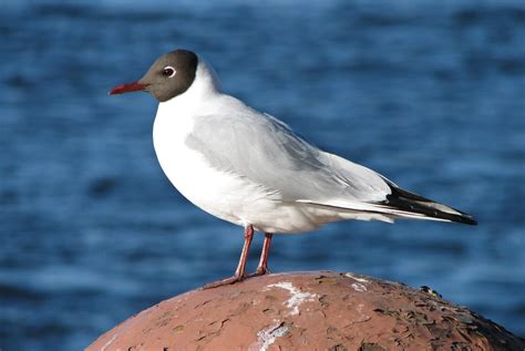 Larus ridibundus: Surprising Secrets of the Gull