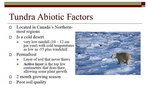 Limitjung Factors Of Tundra Decoded: Survival Science