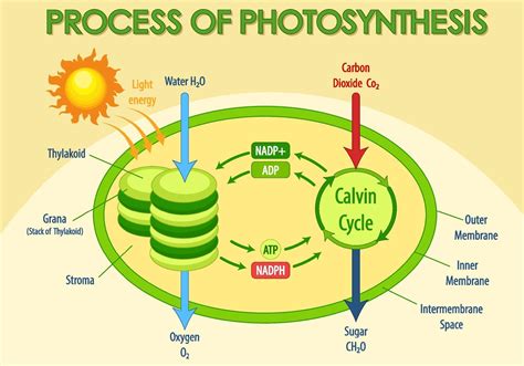 Two Key Outputs of Photosynthesis Unveiled