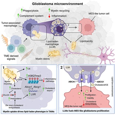 Macrophage Mediated Myelin Recycling Fuels Brain Cancer Malignancy Cell