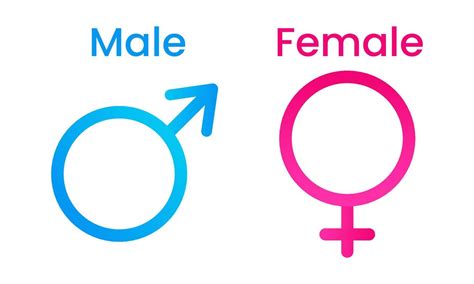 Male And Female Gender Symbols Male And Female Gender Symbols