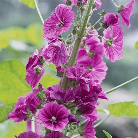 Malvaceae Health Benefits