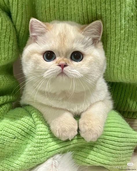 MEO Dating: Unlock Your Perfect Match Today