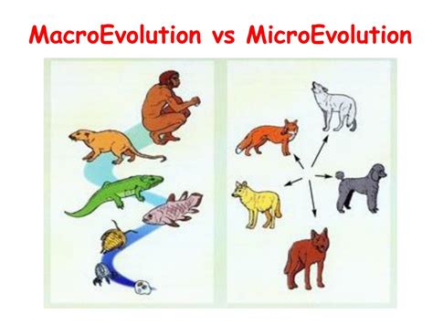Microevolution vs Macroevolution: Evolutionary Insights