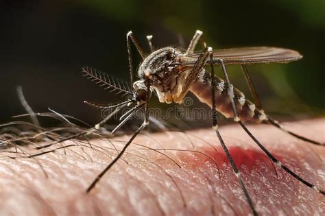 Mosquito Bite Close Up Of A Mosquito On The Skin Bite On The Arm
