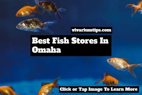 My 5 Favorite Best Fish Stores In Omaha In 2021 Vivariumtips My 5 Favorite Best Fish Stores In Omaha In 2021 Vivariumtips