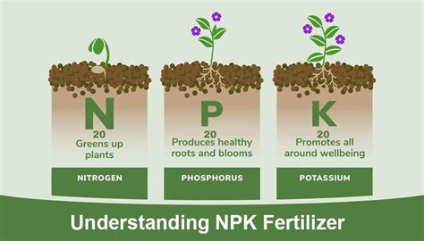 Decoding NPK Meaning: Essential Nutrients Explained