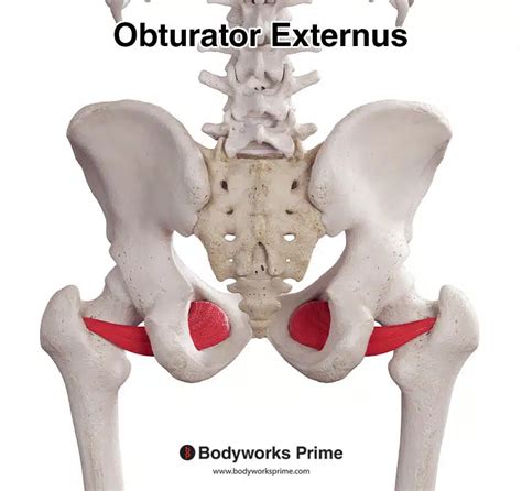 Secrets of Obturator Externus Muscle