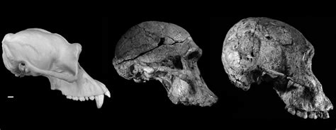 Uncover Evolutionary Insights With Pan Troglodytes Size Of Braincase