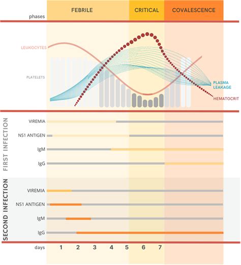 Unveiling the Phases of Infection: A Deep Dive into Disease Progression