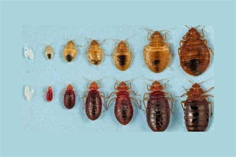 Like A Weather Alert In A Jar, Picture Of Bedbug Reveals Hidden Pests