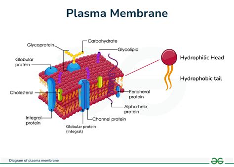 Plasma Membrane Diagram: Microscopic Insights
