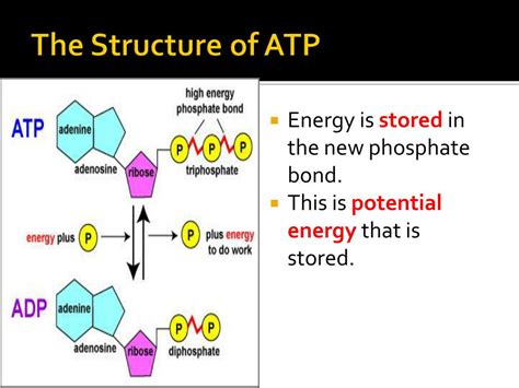 Ppt Free Energy And Atp Powerpoint Presentation Free Download Id