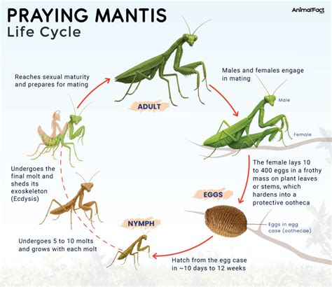 Unveil the Surprising Praying Mantis Lifespan Mystery