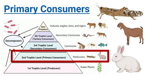 Primary Consumer Meaning Explained Simply