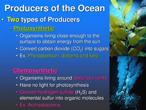 Ocean Producers: Secrets Unveiled