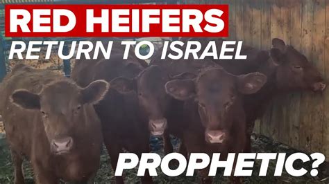 Prophecy News Update Red Heifers Arrive In Israel David E Taylor Apostle David E Taylor Official Site