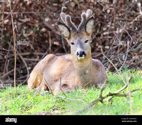 Roe Deer Buck Uk Stock Photo Alamy