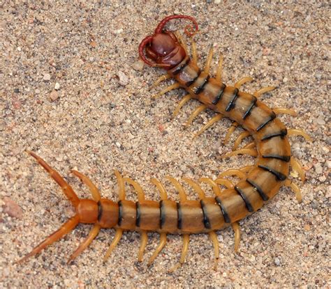 Scolopendra Polymorpha: Secret Wildlife Unveiled