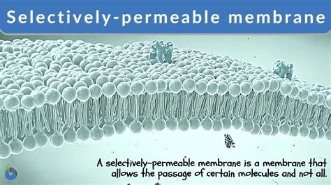Selective Membranes: Nature's Ultimate Filter