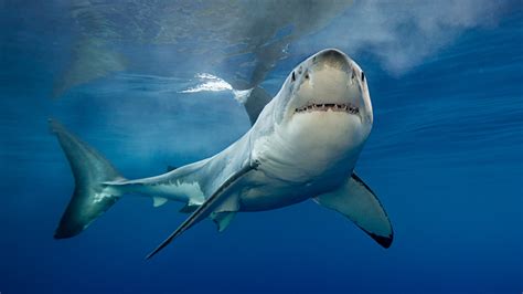 Sharks Facts About Some Of The Ocean Amp 39 S Top Predators Live Science