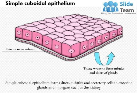 Simple Cuboidal Function Explained: A Beginner's Guide