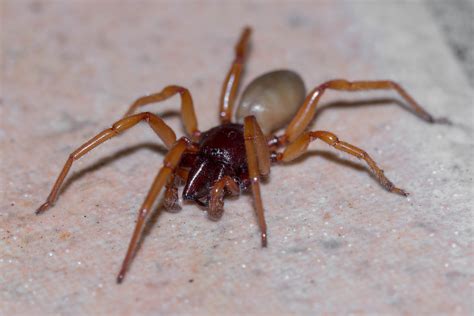 Uncover the Mystery of the Slater Spider: Facts You Need to Know