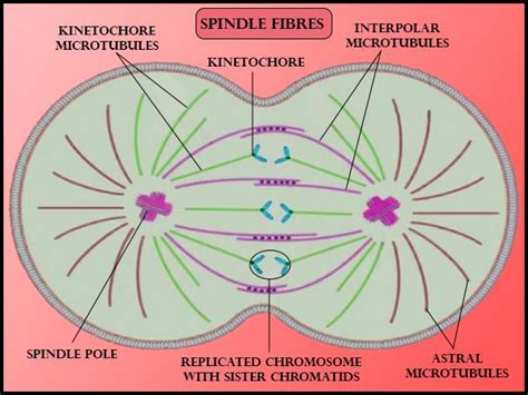 Spindle Fibers Attach to Kinetochores During Cell Division: What Happens Next?