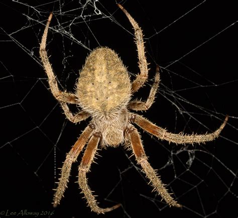Discover the Enigmatic Spotted Orb Weaver Spider