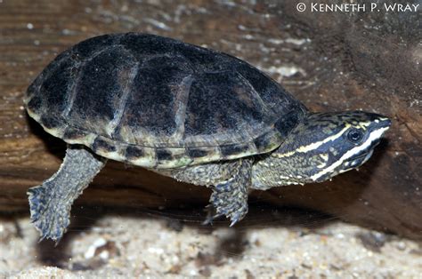 Sternotherus Odoratus Common Musk Turtle A Young Adult M Flickr