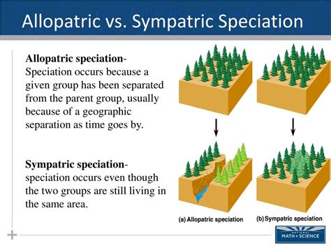 Sympatric vs Allopatric Speciation: Key Differences Unveiled