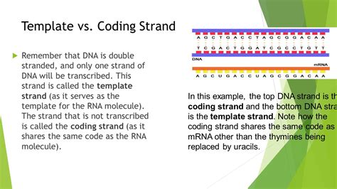 Template vs Coding Strand Showdown: Best Choice?
