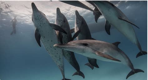 The Cetacean Brain And Hominid Perceptions Of Cetacean Intelligence The Cetacean Brain And Hominid Perceptions Of Cetacean Intelligence