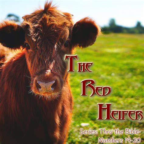 The Red Heifer Numbers 19 20 Living Grace Fellowship