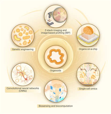 Common Pitfalls And Solutions For Top 5 Organoids