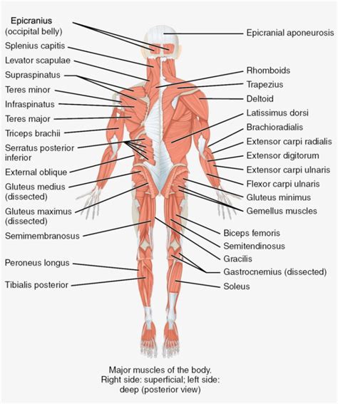 Trunk Definition In Human Body At Frank Hansen Blog