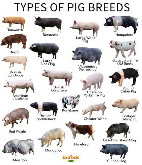 Discovering Different Types of Pigs: A Guide for Curious Readers