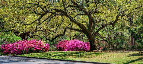 Weather Goose Creek Sc