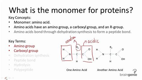 Unlocking Protein Monomers Secrets!